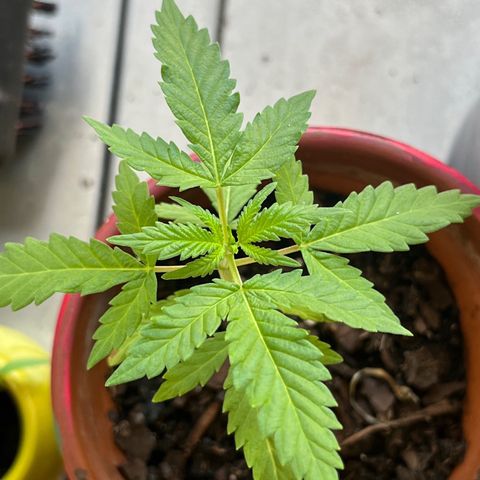 mystery strain growlog timeline photo