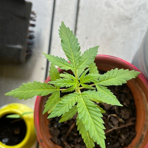 mystery strain growlog timeline photo