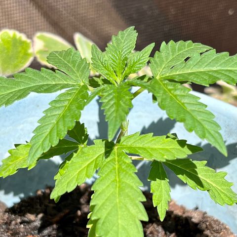 mystery strain growlog photo: put the pot in a new pot 