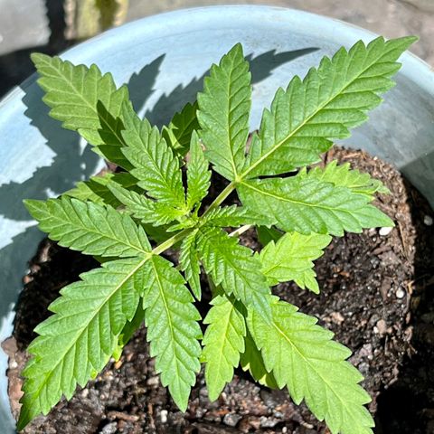 mystery strain growlog timeline photo