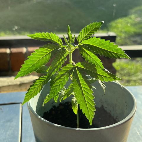 mystery strain growlog timeline photo