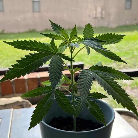 mystery strain growlog timeline photo