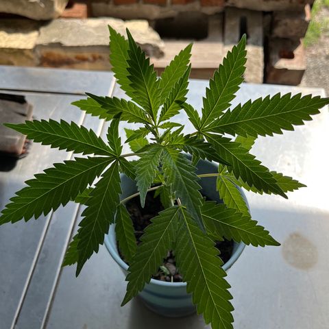mystery strain growlog timeline photo