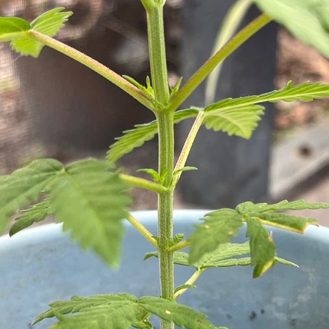 mystery strain growlog timeline photo