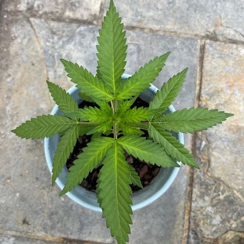 mystery strain growlog timeline photo