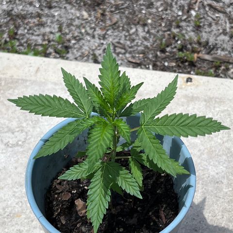 mystery strain growlog timeline photo
