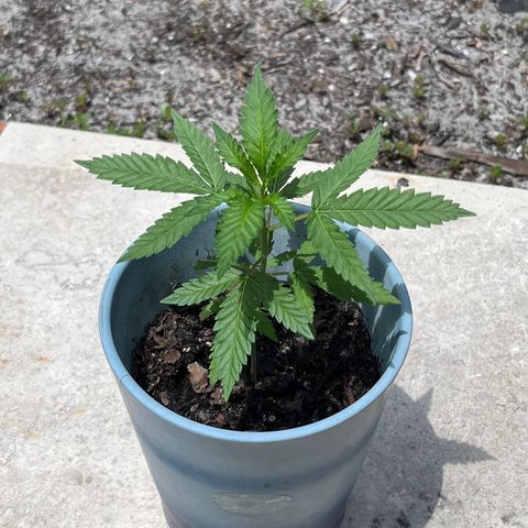 mystery strain growlog timeline photo