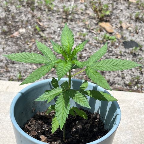 mystery strain growlog timeline photo