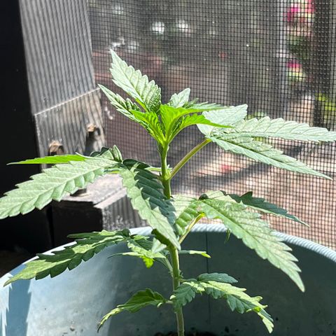 mystery strain growlog timeline photo