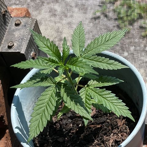 mystery strain growlog timeline photo