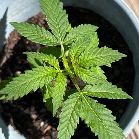mystery strain growlog timeline photo