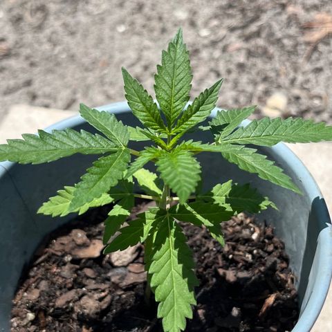 mystery strain growlog timeline photo