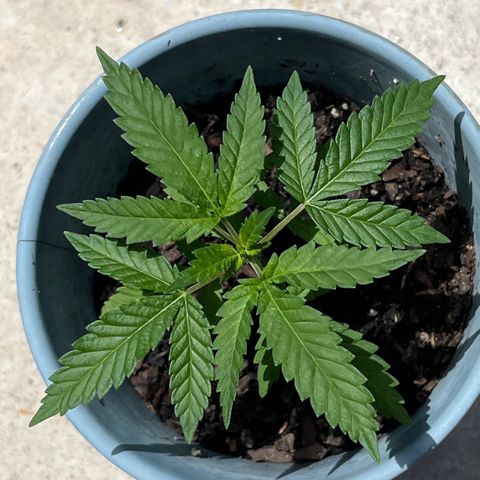 mystery strain growlog timeline photo