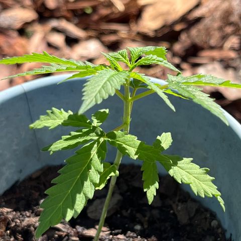 mystery strain growlog timeline photo