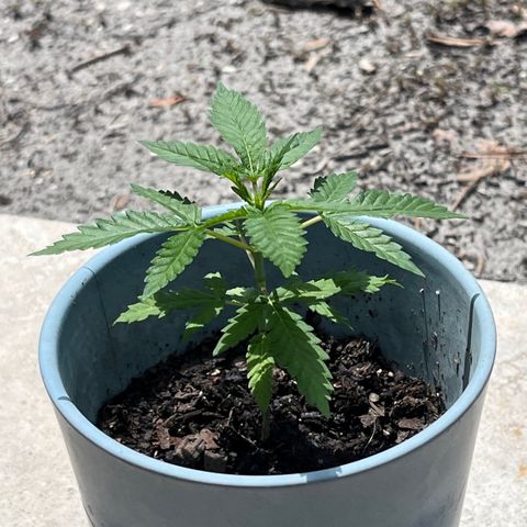 mystery strain growlog timeline photo