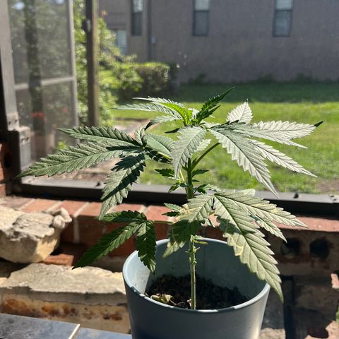 mystery strain growlog timeline photo