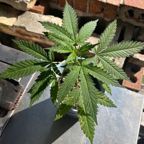 mystery strain growlog timeline photo