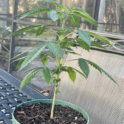 mystery strain growlog timeline photo