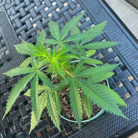 mystery strain growlog timeline photo