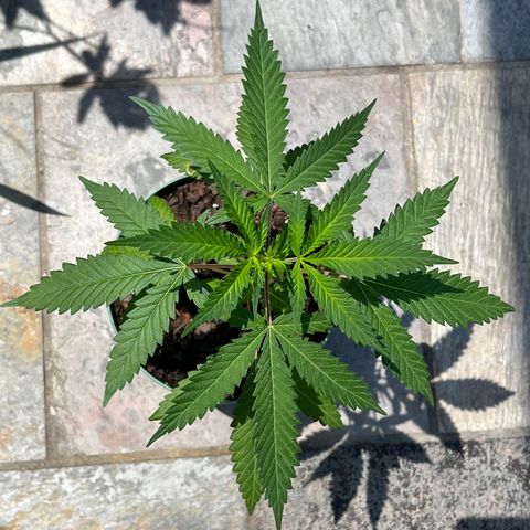 mystery strain growlog timeline photo