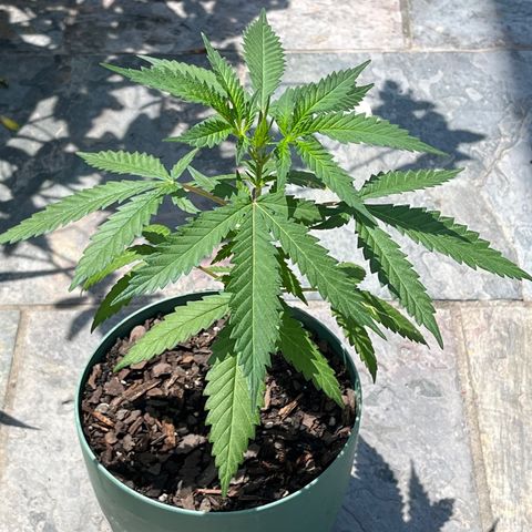 mystery strain growlog timeline photo
