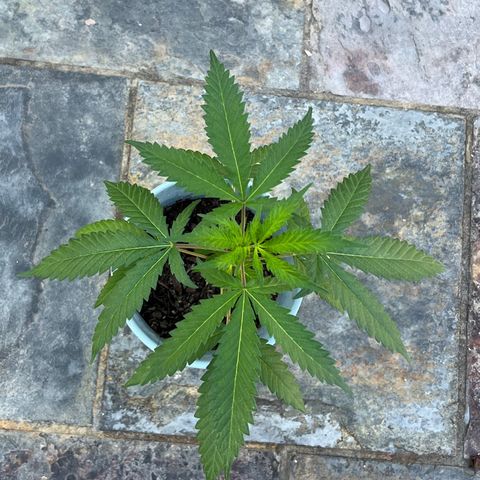 mystery strain growlog timeline photo