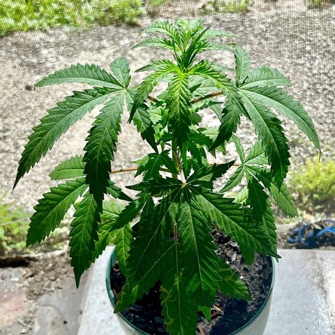 mystery strain growlog timeline photo