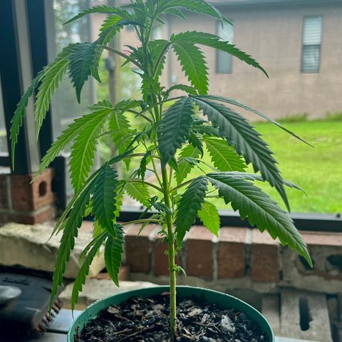mystery strain growlog timeline photo