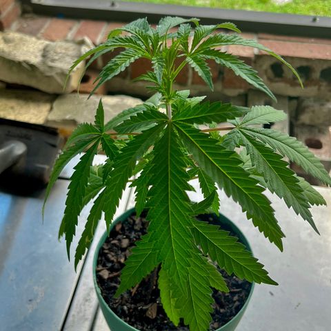 mystery strain growlog timeline photo