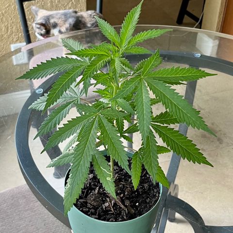 mystery strain growlog timeline photo