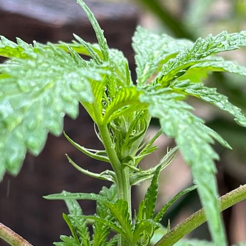mystery strain growlog timeline photo