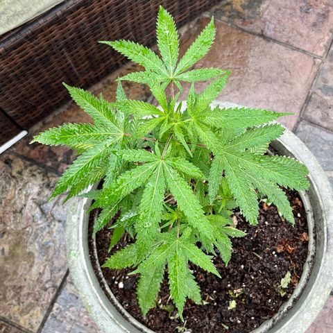 mystery strain growlog timeline photo