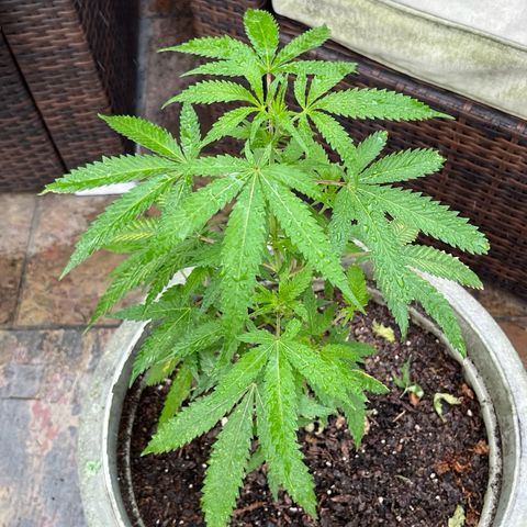 mystery strain growlog timeline photo