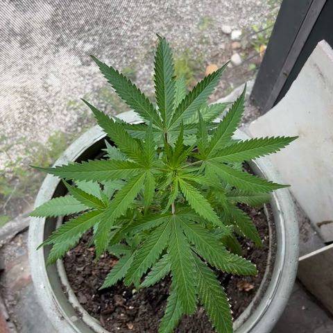 mystery strain growlog timeline photo