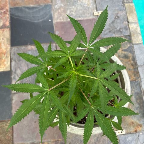 mystery strain growlog timeline photo