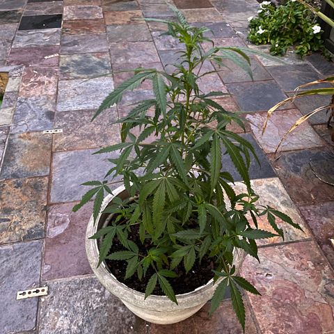 mystery strain growlog timeline photo