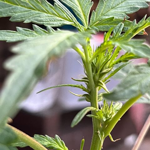 mystery strain growlog timeline photo