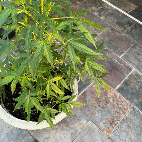 mystery strain growlog timeline photo