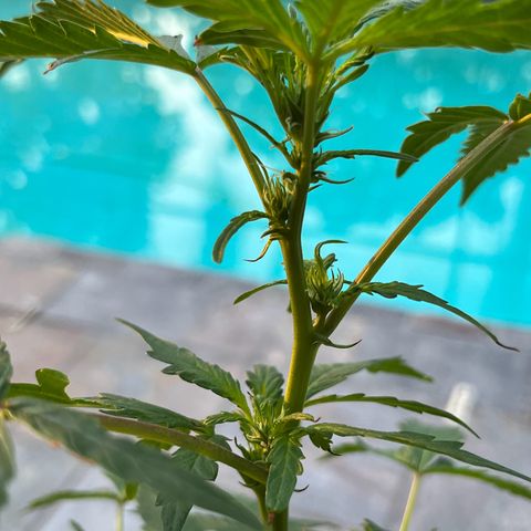 mystery strain growlog timeline photo
