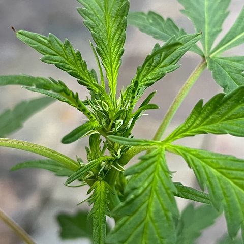 mystery strain growlog timeline photo