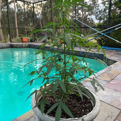 mystery strain growlog timeline photo