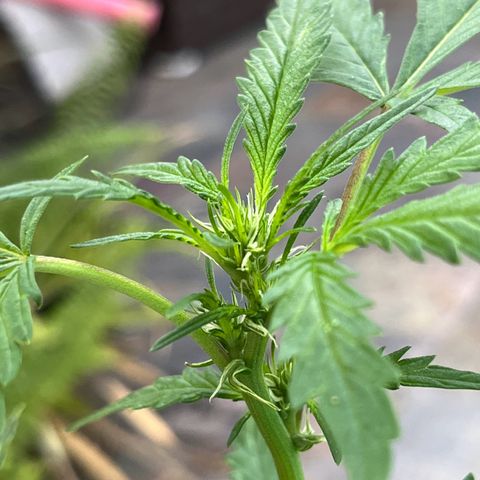 mystery strain growlog timeline photo