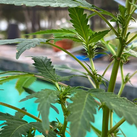 mystery strain growlog timeline photo