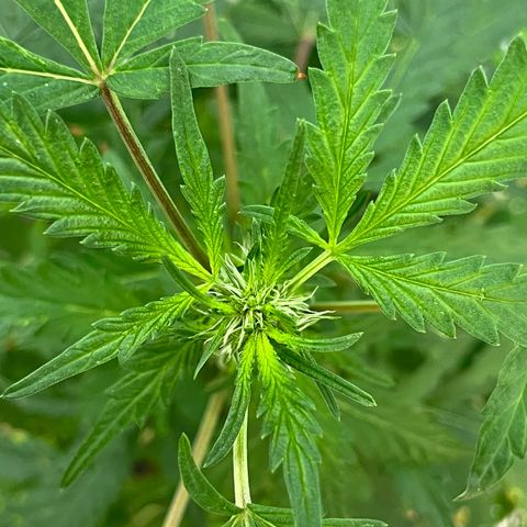 mystery strain growlog timeline photo
