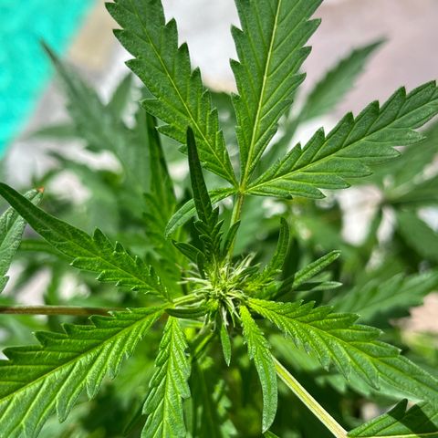 mystery strain growlog timeline photo