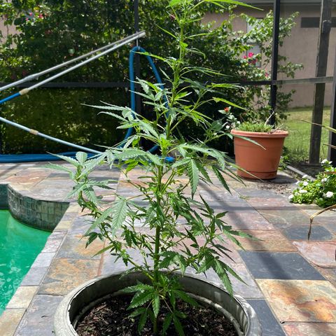 mystery strain growlog timeline photo