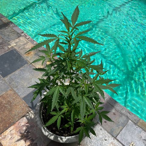 mystery strain growlog timeline photo
