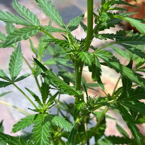 mystery strain growlog timeline photo