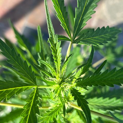 mystery strain growlog timeline photo