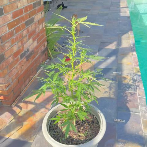 mystery strain growlog timeline photo